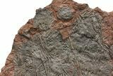 Crinoid (Scyphocrinites) Plate - Museum Quality Display #133089-2